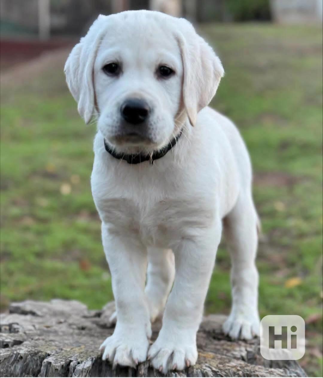 Štěňata labradorského retrívra - foto 1