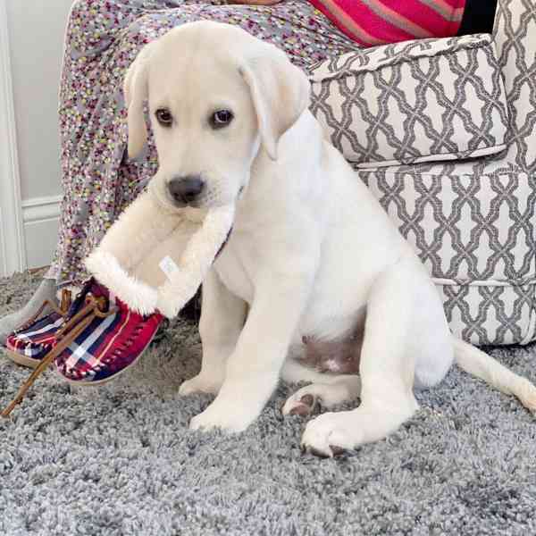 Štěňata labradorského retrívra - foto 2