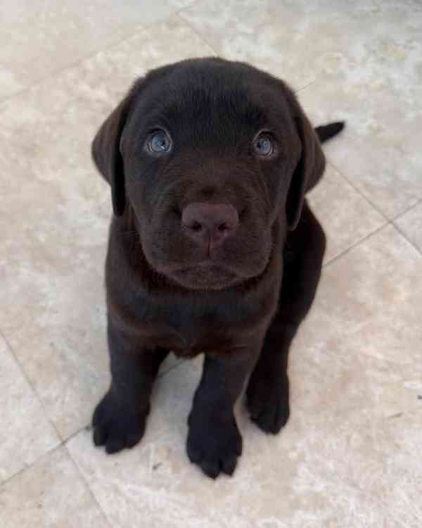 Štěňata labradorského retrívra - foto 4