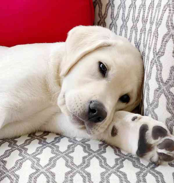 Štěňata labradorského retrívra - foto 3