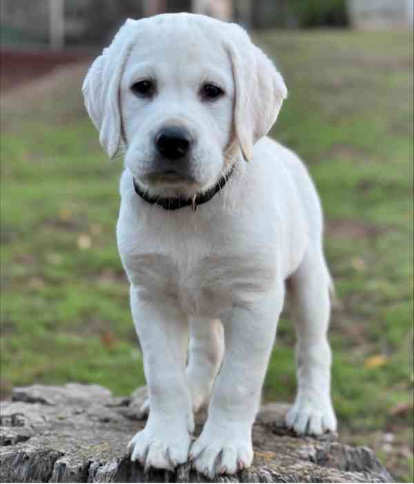 Štěňata labradorského retrívra