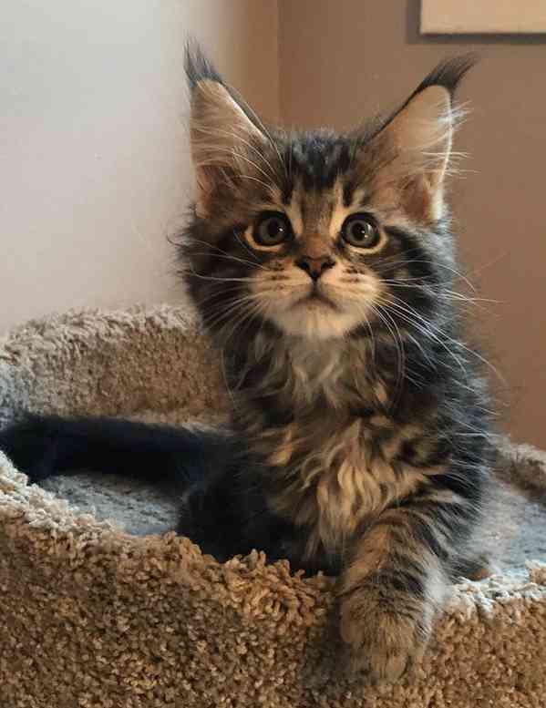 Rozkošná mainská mývalí koťátka nyní k bezplatné adopci - foto 1