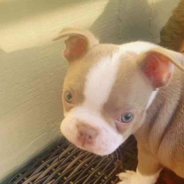 Krásné štěně bostonského teriéra hledá milující domov - foto 4