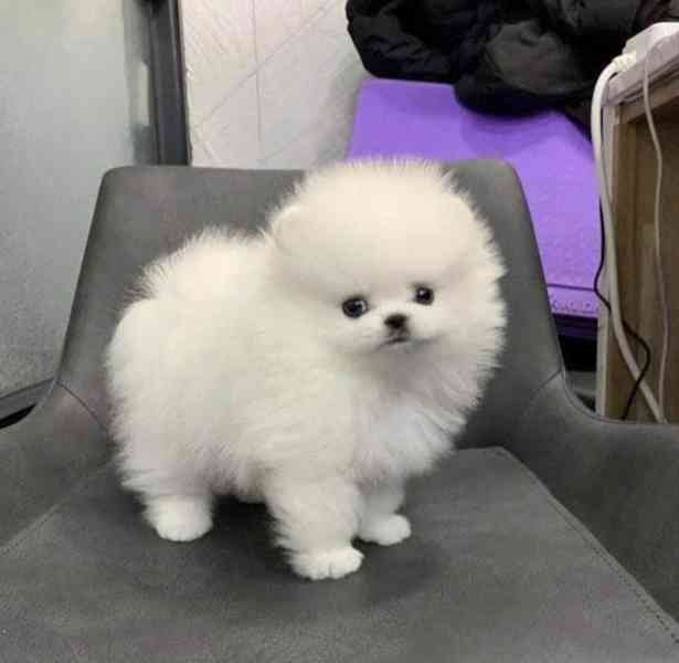 Štěňata pomeraniana hledají domov. - foto 1