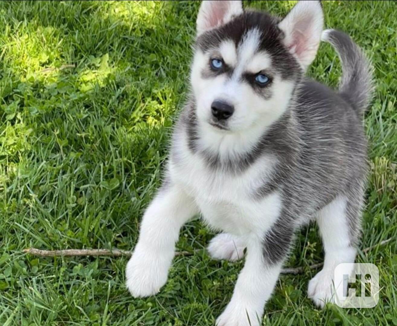 Sibiřský husky  testy DNA - foto 1