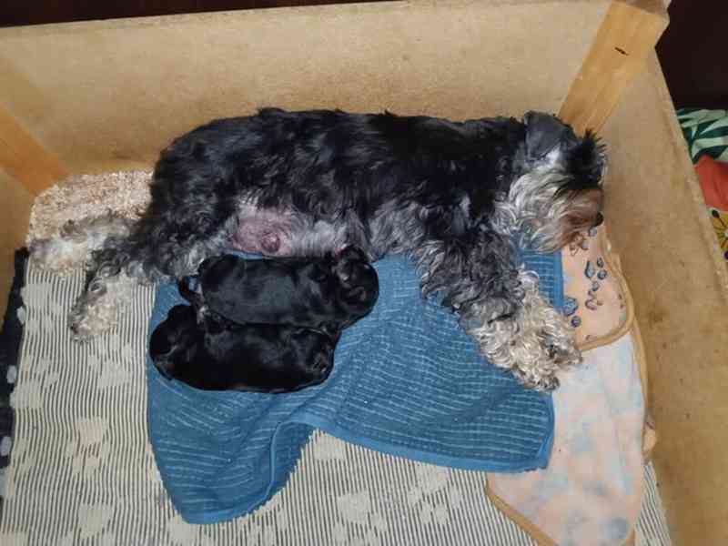 Knírač malý černostříbřitý - foto 2