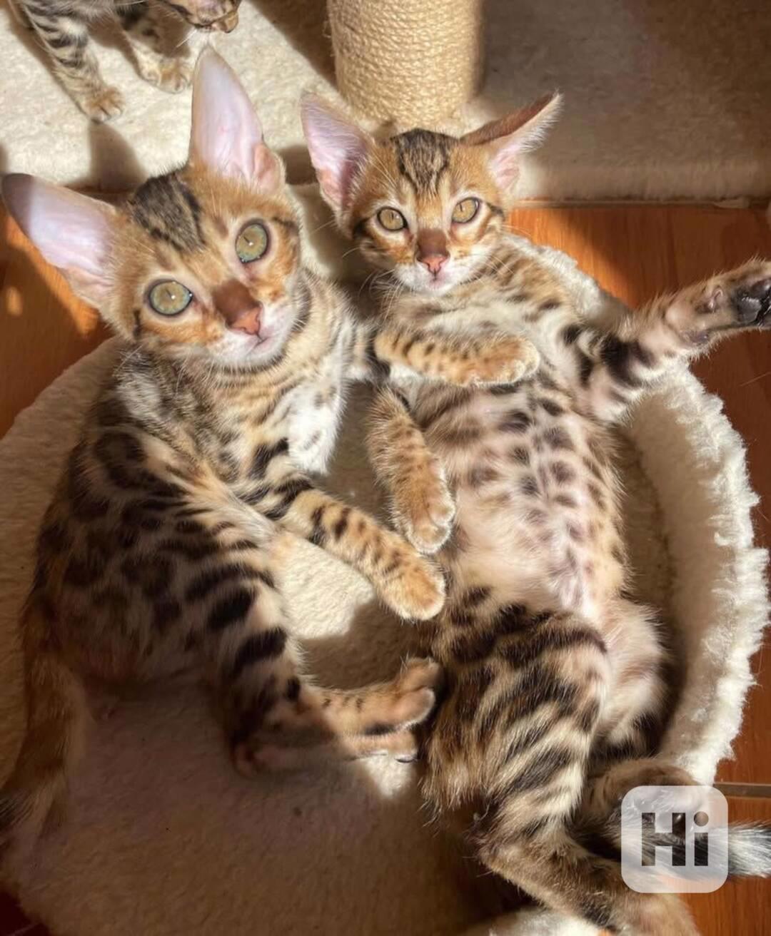 Čistokrevná bengálská koťátka na: +49 1577 7944807 - foto 1