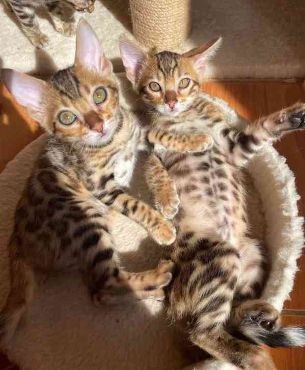 Čistokrevná bengálská koťátka na: +49 1577 7944807 - foto 1