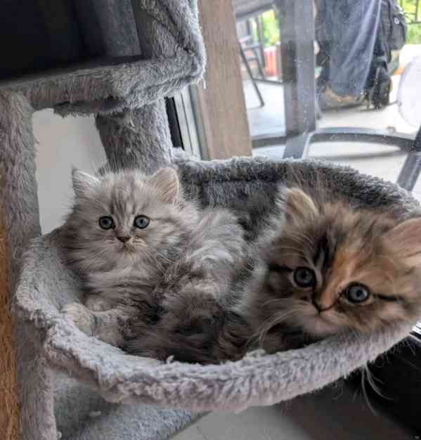 Koťata Perské činčily  - foto 8