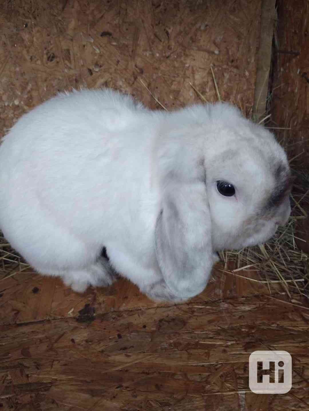 Kralik - foto 1