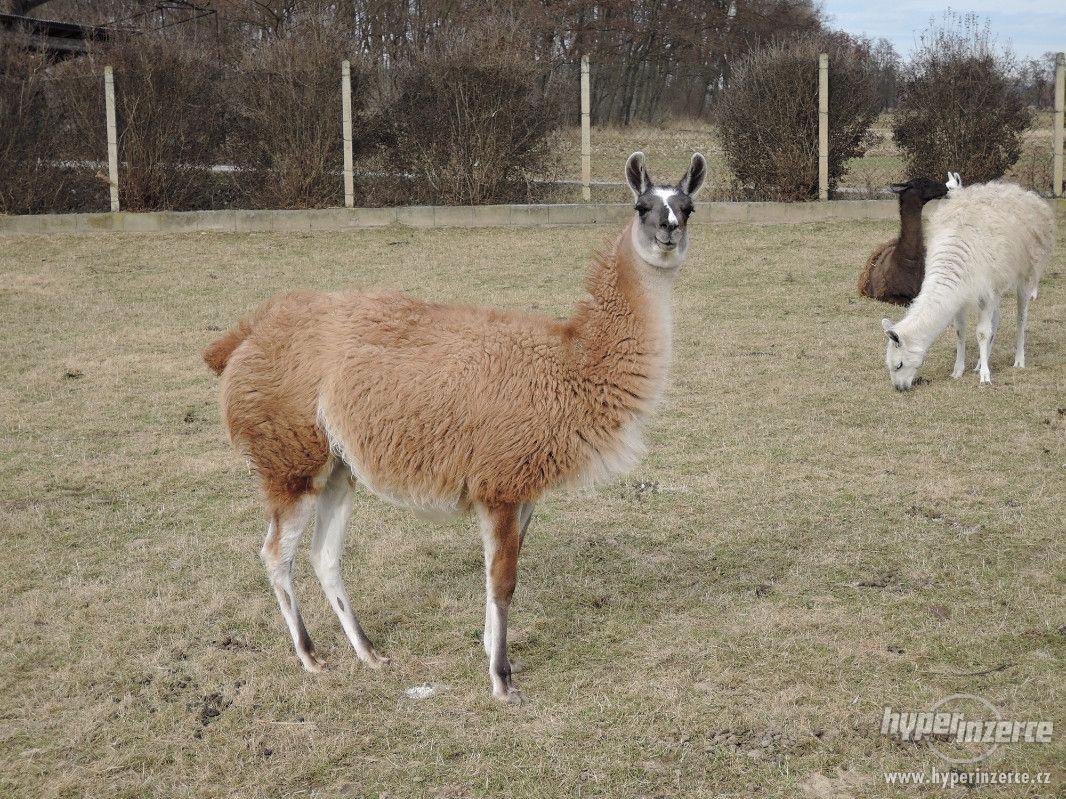 Lama Krotká prodám - foto 1