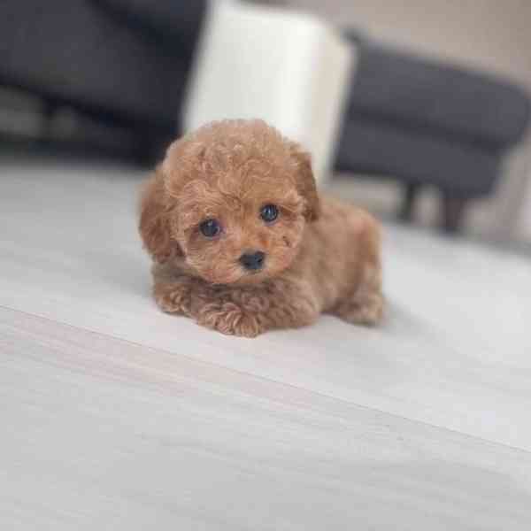 Prodám štěňata Pudla TOY MINI. - foto 2