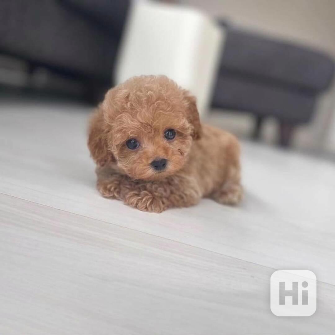 Prodám štěňata Pudla TOY MINI. bazar Hyperinzerce.cz