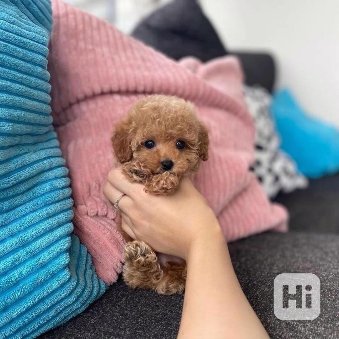 Prodám štěňata Pudla TOY MINI. bazar Hyperinzerce.cz