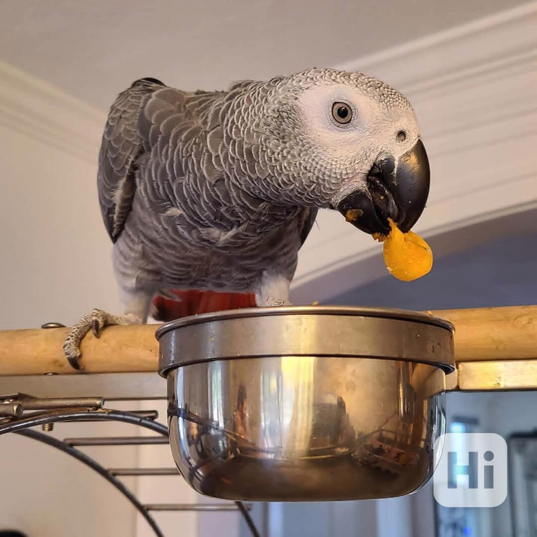 🦜 Okouzlující papoušek šedý na prodej - foto 1