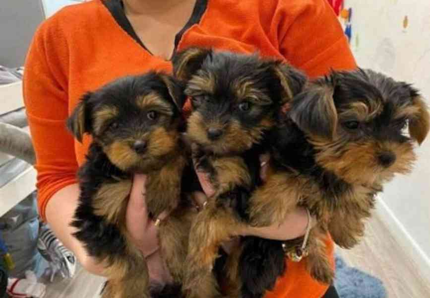  štěňata Yorkie k adopci  - foto 1
