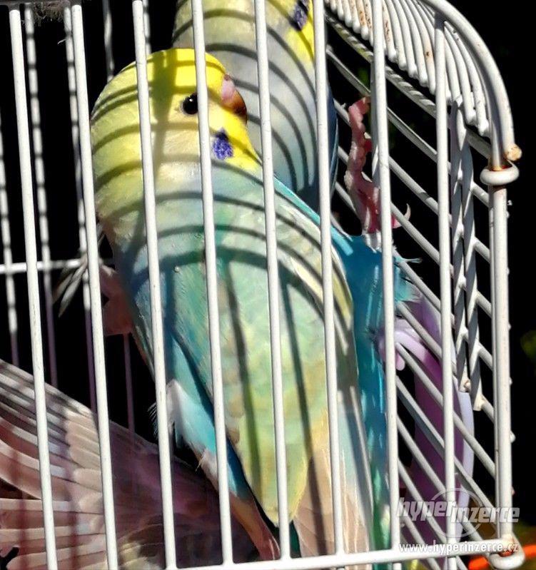 Duhové andulky - foto 1