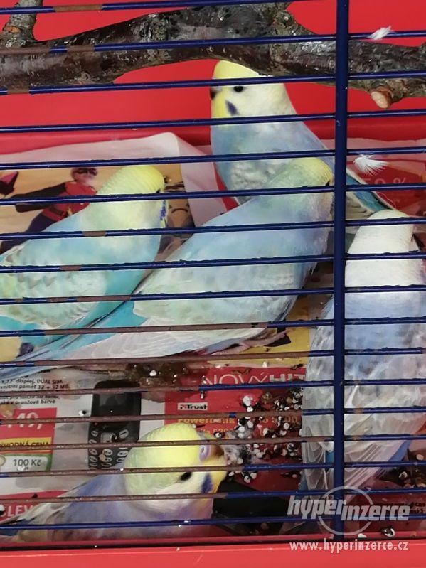 Duhové andulky - foto 2