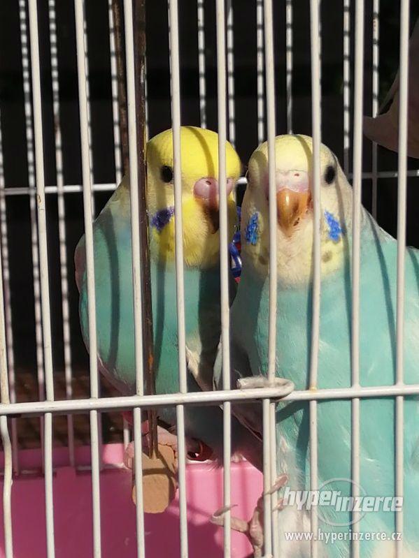 Duhové andulky - foto 3