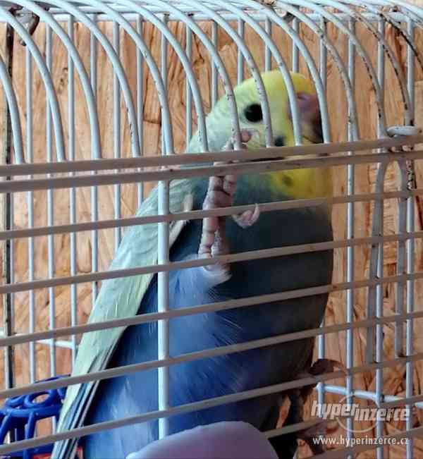 Duhové andulky - foto 4