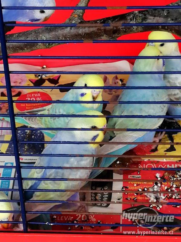 Duhové andulky - foto 5