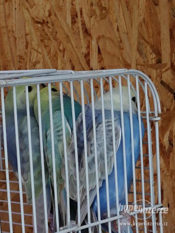 Duhové andulky - foto 8