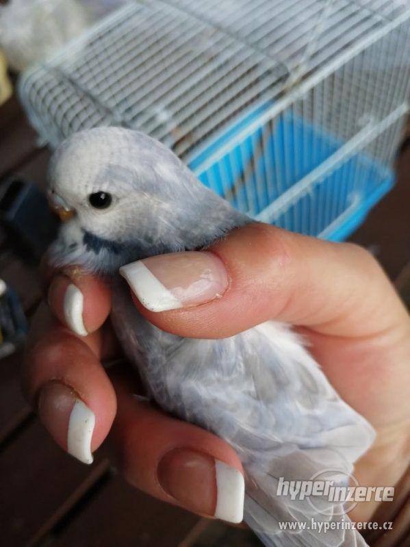 Duhové andulky - foto 9