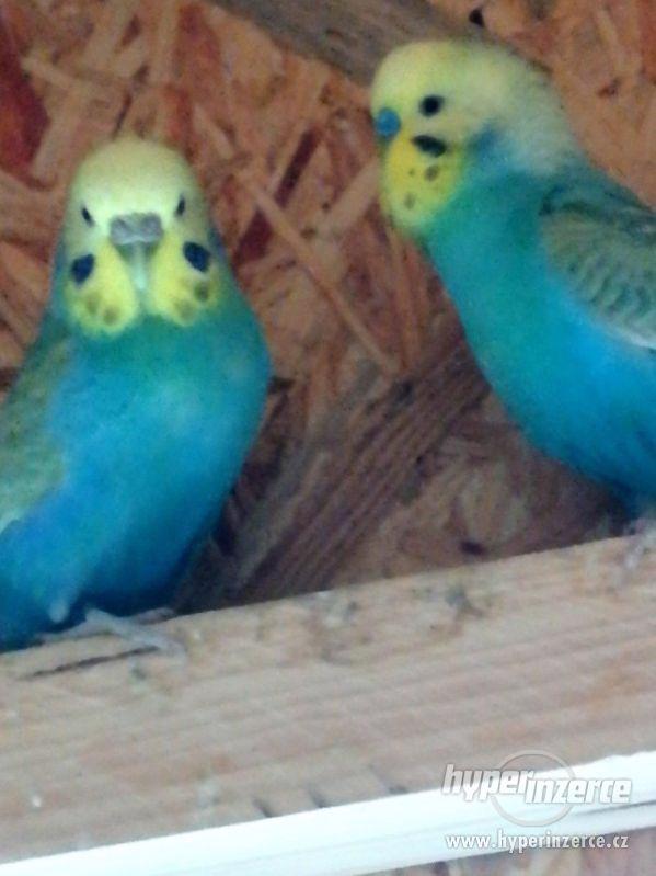 Duhové andulky - foto 10