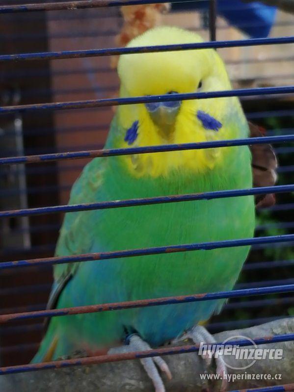 Duhové andulky - foto 11