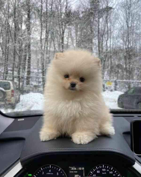 Pomeranian naše chovatelská stanice