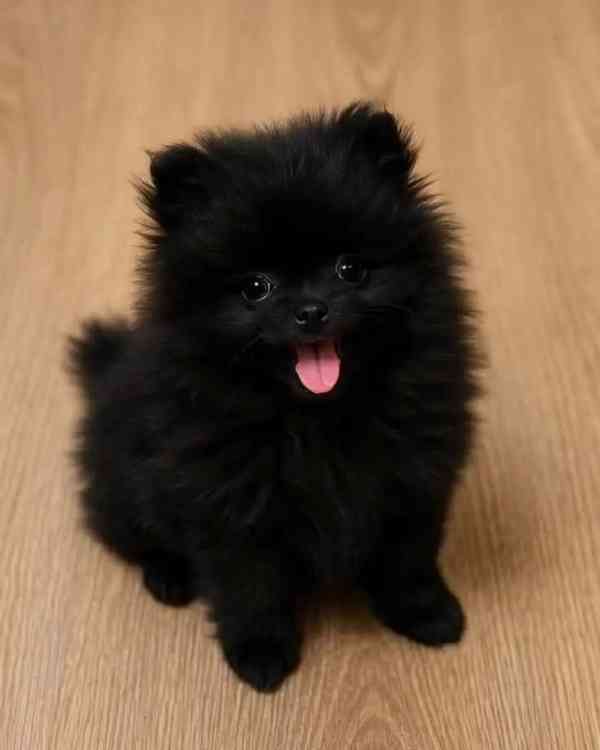 Pomeranian naše chovatelská stanice - foto 4