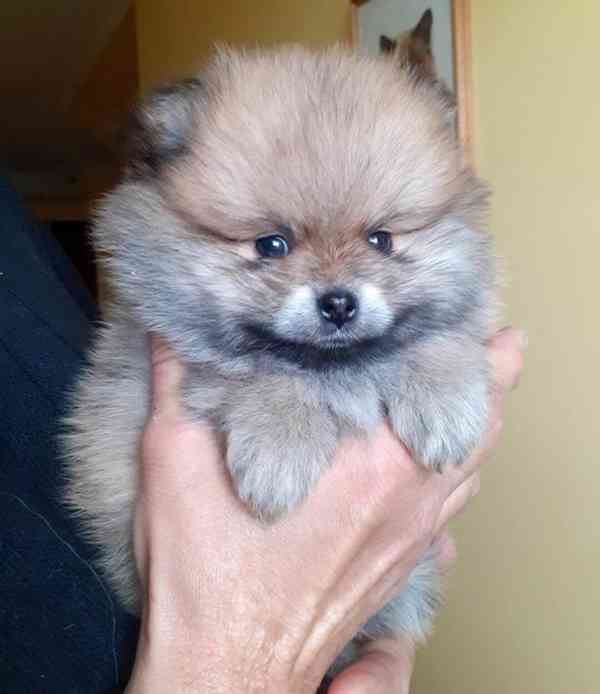 Pomeranian naše chovatelská stanice - foto 3