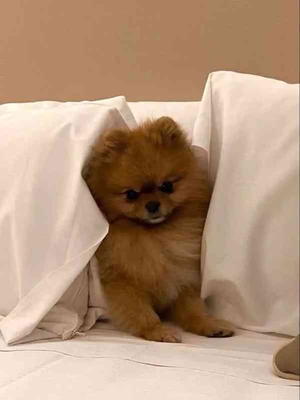 Pomeranian naše chovatelská stanice - foto 5