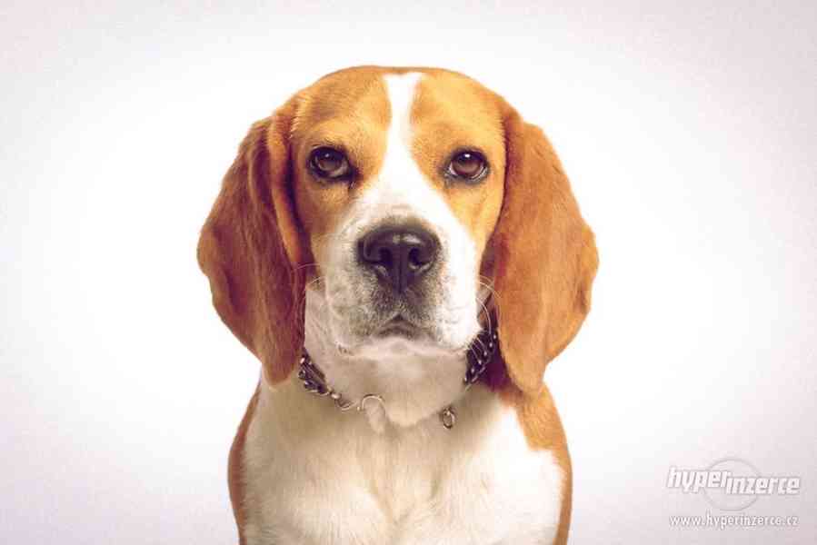 Beagle Nick - foto 1