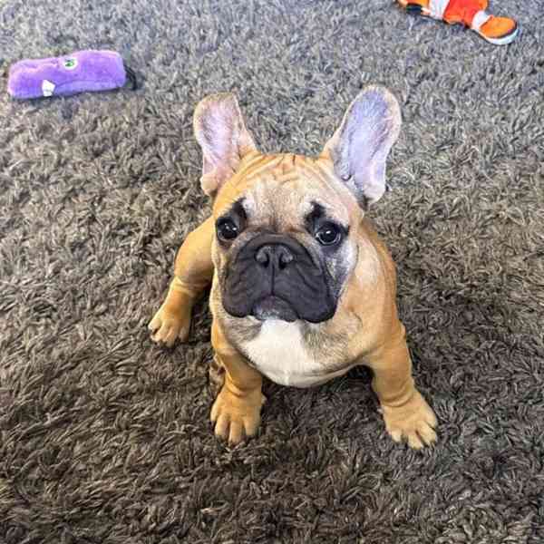 Krásná štěňata francouzského buldoka jsou nyní k dispozici - foto 1