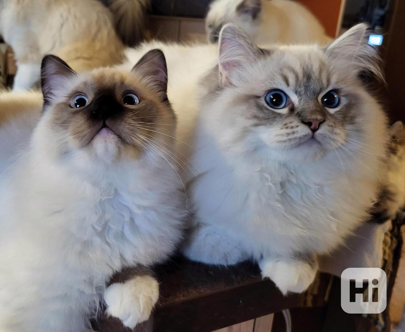 Ragdoll koťata s PP - foto 1