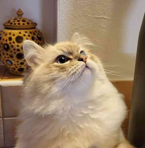 Ragdoll koťata s PP - foto 6