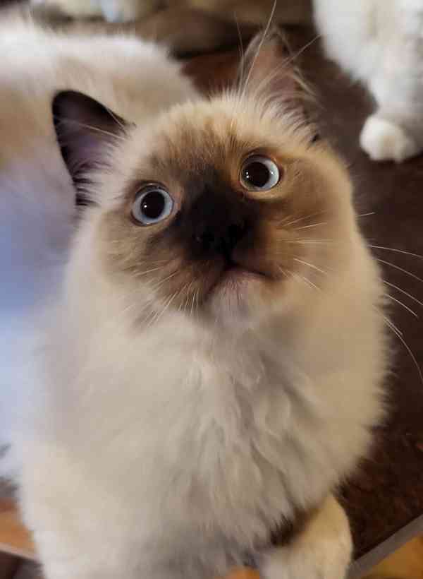 Ragdoll koťata s PP - foto 7