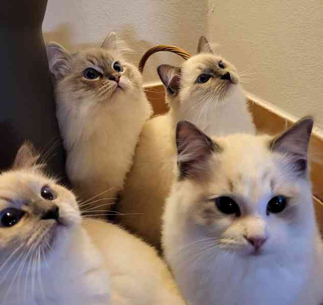 Ragdoll koťata s PP - foto 5