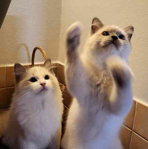 Ragdoll koťata s PP - foto 4