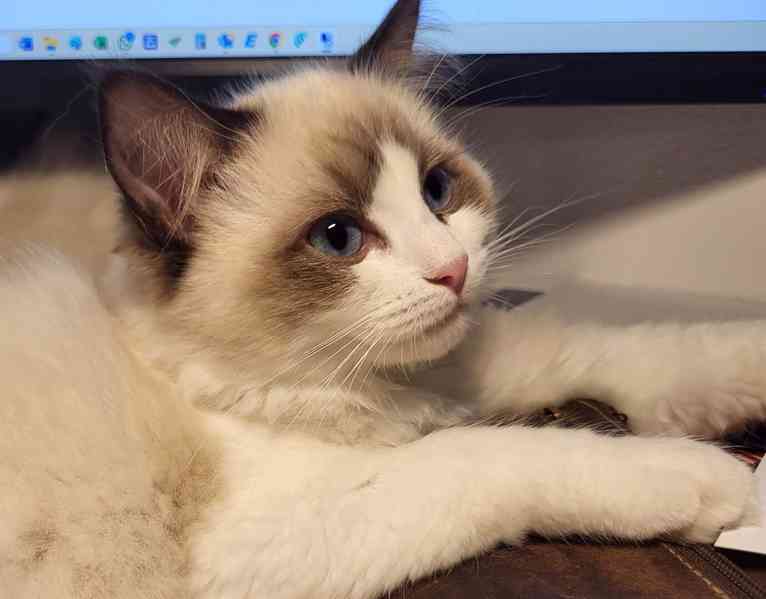 Ragdoll koťata s PP - foto 3