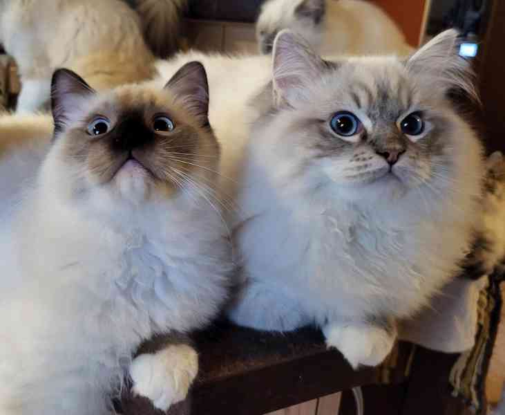 Ragdoll koťata s PP - foto 1