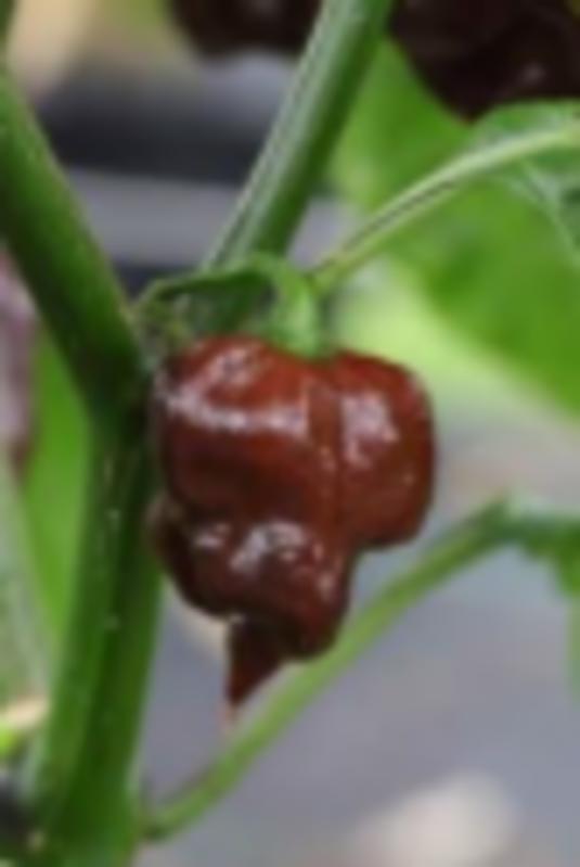Chilli Trinidad Scorpion chocolate - semena - foto 1