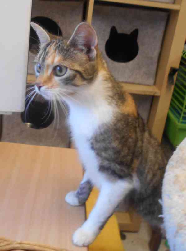 Tmavší 9měsíční mazlivá tříbarevka Bibi hledá domov,  - foto 3