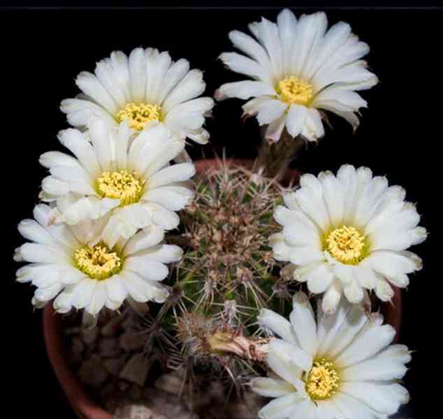semena kaktus Acanthocalycium spiniflorum - foto 1