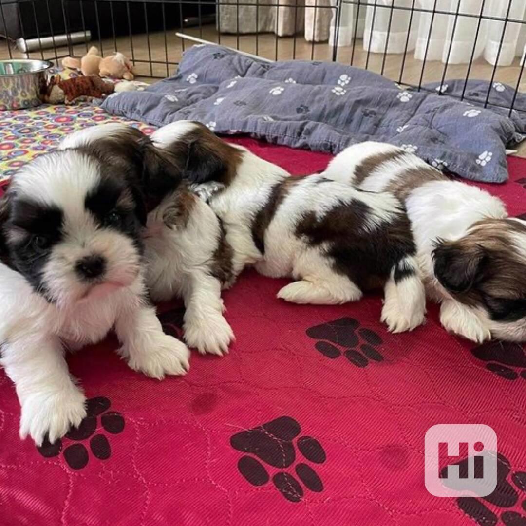 Štěňata shih tzu k odběru - foto 1
