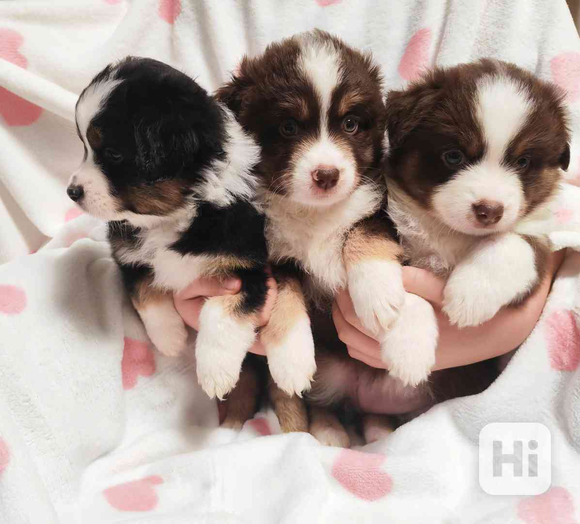 Štěňata Miniaturní Americký ovčák PP(FCI)  - foto 1