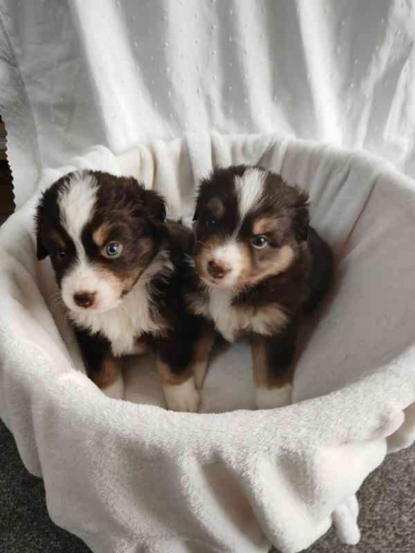 Štěňata Miniaturní Americký ovčák PP(FCI)  - foto 11