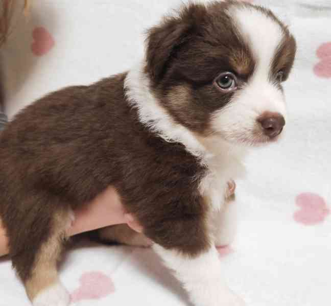 Štěňata Miniaturní Americký ovčák PP(FCI)  - foto 6