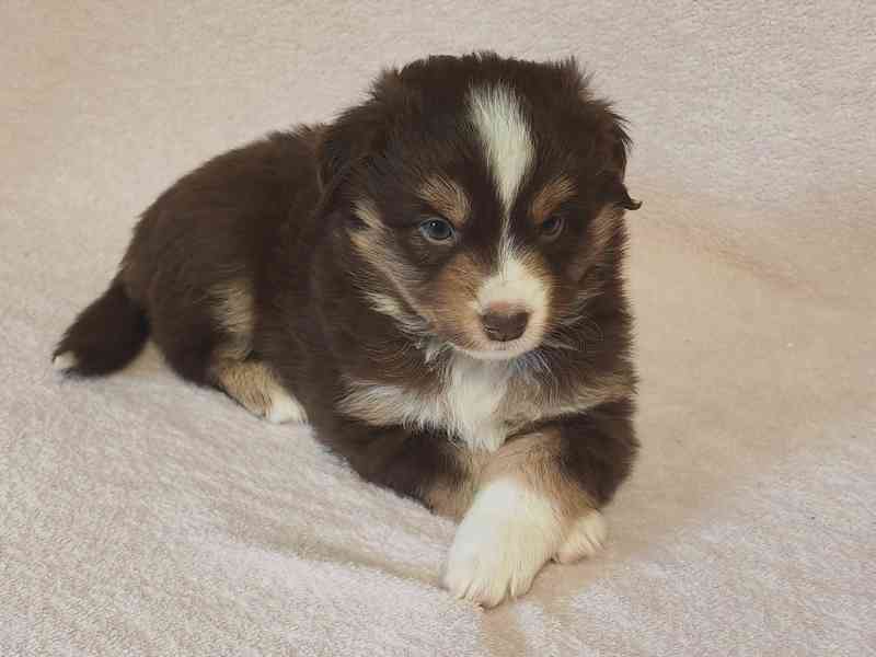 Štěňata Miniaturní Americký ovčák PP(FCI)  - foto 7